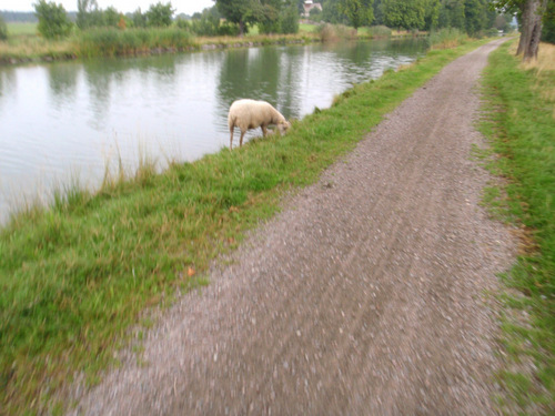 Drinking Sheep.